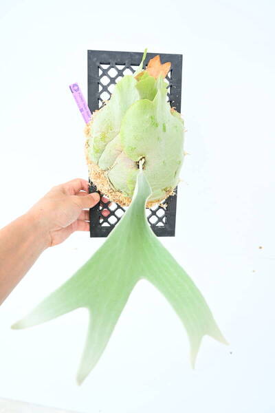 P.OMO 'Polar Bear' TC @ビカ森wife 送料無料(出品者負担) オモポーラーベア― ビカクシダ