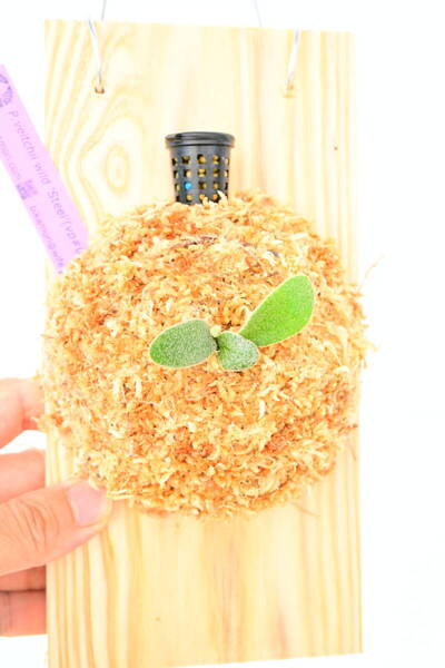 P.veitchii wild 'Steel'(vp#0) spored① 在庫僅か @ビカ森wife 送料無料(出品者負担) ビーチーワイルドスチール ビカクシダ