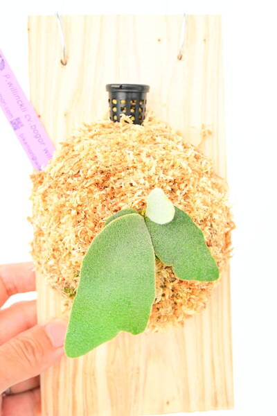 P.willinckii cv.bogor wild spored① @ビカ森wife 送料無料(出品者負担) ウィリンキーボゴール ビカクシダ