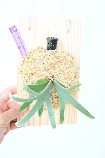 P.willinckii 'Totoro' spored①在庫僅か @ビカ森wife 送料無料(出品者負担) ウィリンキー トトロ ビカクシダ