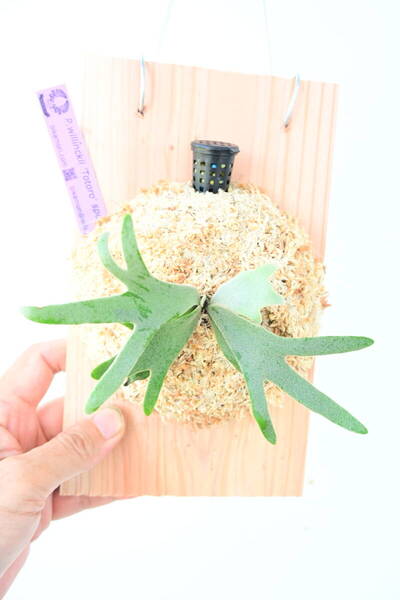 P.willinckii 'Totoro' spored②在庫僅か @ビカ森wife 送料無料(出品者負担) ウィリンキー トトロ ビカクシダ