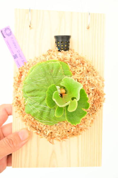 P.ridleyi 'Dwarf Silvery' spored⑤ @ビカ森wife 送料無料(出品者負担) リドレイ ドワーフシルベリー ビカクシダ