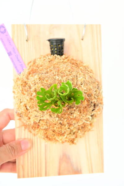 P.ridleyi 'Thin Dwarf Silvery' TC④ @ビカ森wife 送料無料(出品者負担) シンドワーフシルベリー ビカクシダ