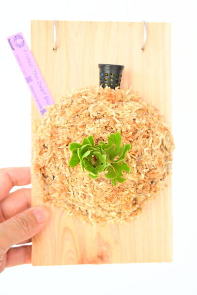 P.ridleyi 'Thin Dwarf Silvery' TC⑤ @ビカ森wife 送料無料(出品者負担) シンドワーフシルベリー ビカクシダ