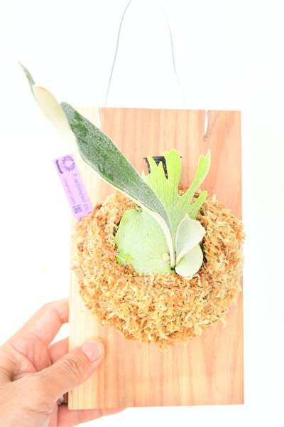 P.willinckii cv.Pedro Tatsuta TC① @ビカ森wife 送料無料(出品者負担) ウィリンキーペドロタツタ ビカクシダ