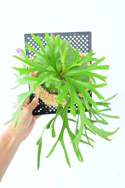 P.Mt.kitshakood thin frond spored①在庫僅か @ビカ森wife 送料無料(出品者負担) キッチャクード ビカクシダ