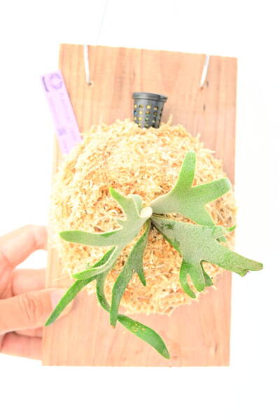 P.willinckii 'Jade Girl' spored① @ビカ森wife 送料無料(出品者負担) ウィリンキージェイドガール ビカクシダ