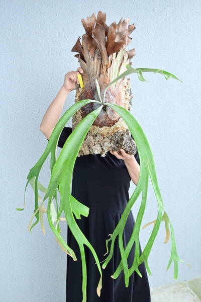 P.willinckii cv.bogor wild spored② @ビカ森wife 送料無料(出品者負担) ウィリンキーボゴール ビカクシダ