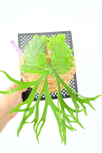 P.Mt.kitshakood thin frond spored①在庫僅か @ビカ森wife 送料無料(出品者負担) キッチャクード ビカクシダ