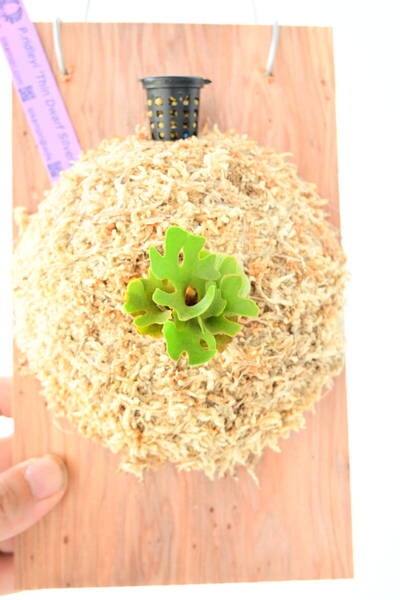 P.ridleyi 'Thin Dwarf Silvery' TC③ @ビカ森wife 送料無料(出品者負担) シンドワーフシルベリー ビカクシダ
