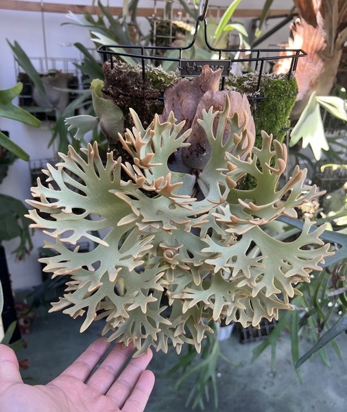 P.willinckii 'OMG' spored① @ビカ森wife 送料無料(出品者負担) ウィリンキー オーエムジー ビカクシダ