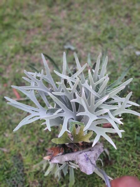 P.veitchii cv.Lisa(Compact Form) spored① @ビカ森wife 送料無料(出品者負担) ベイチーリサ ビカクシダ