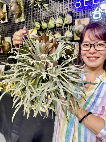 P.willinckii 'Jewel' spored 在庫僅か @ビカ森wife 送料無料(出品者負担) ウィリンキージュエル ビカクシダ