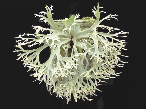 P.willinckii 'Jenny' TC⑬ @ビカ森wife 送料無料(出品者負担) ウィリンキージェニー ビカクシダ
