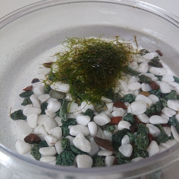 現物出品 10g 無農薬 ウィローモス ☆ メダカ エビ 稚魚 稚エビ アクアリウム 隠れ家