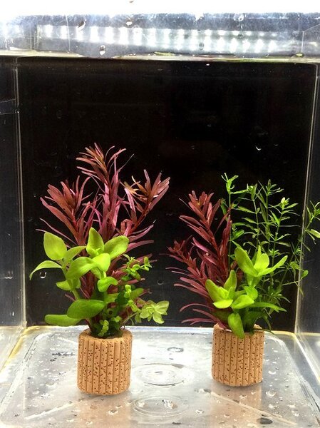 ☆置くだけ簡単レイアウト! 水草3種植え 2個セット 吸着系多孔質ろ材ライフマルチ付き ①