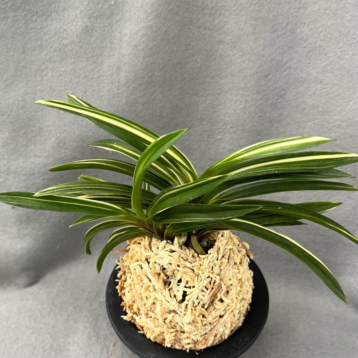 ◆日本春蘭 【　黄麗殿　】◆黄花素舌花芽付　◆韓国春蘭/中国春蘭/山野草/富貴蘭/寒蘭　◆ ◇◇日本春蘭  黄麗殿 ◇黄花素舌 韓国春蘭⁄中国春蘭