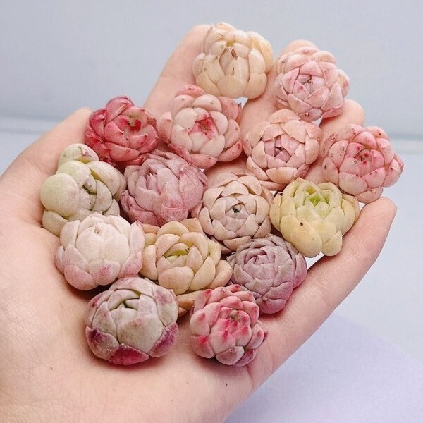 韓国苗 多肉植物 エケベリア 観葉植物15 苗入り 2-4cm