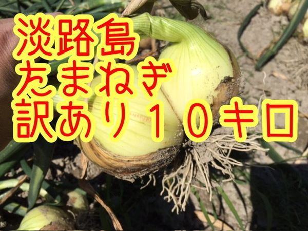 淡路島 新たまねぎ【10キロ】訳あり品
