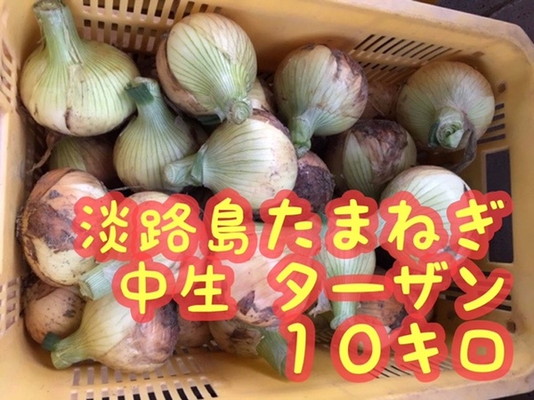 【10キロ】淡路島 たまねぎ(ターザン)南あわじ産 送料込み