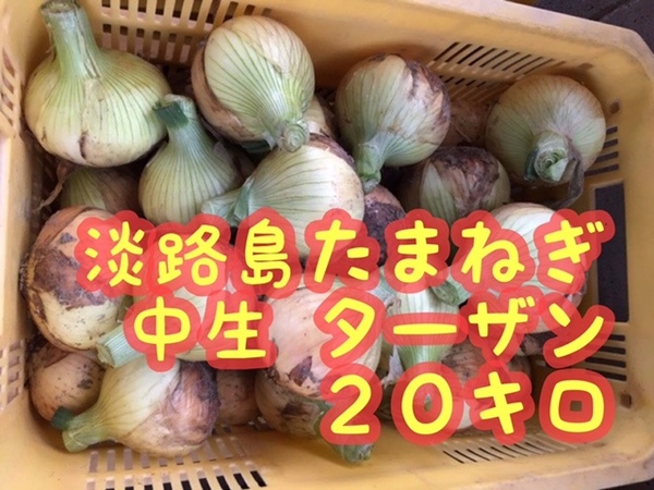 【20キロ】淡路島 たまねぎ(ターザン)南あわじ産 送料込み