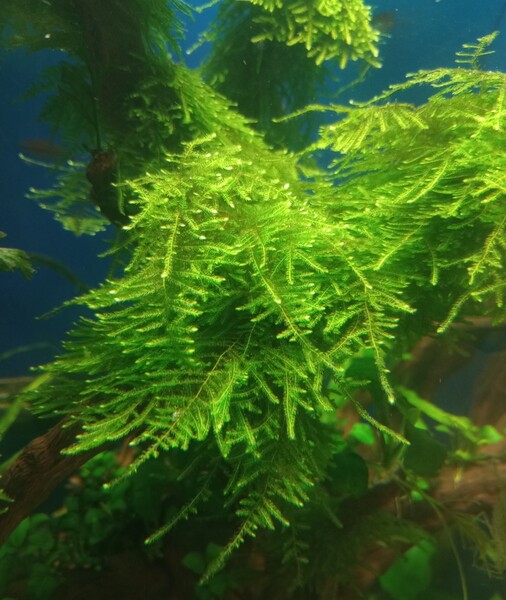 (水草)ジャイアント南米ウィローモス 手のひら一面分 モス 無農薬 自家栽培
