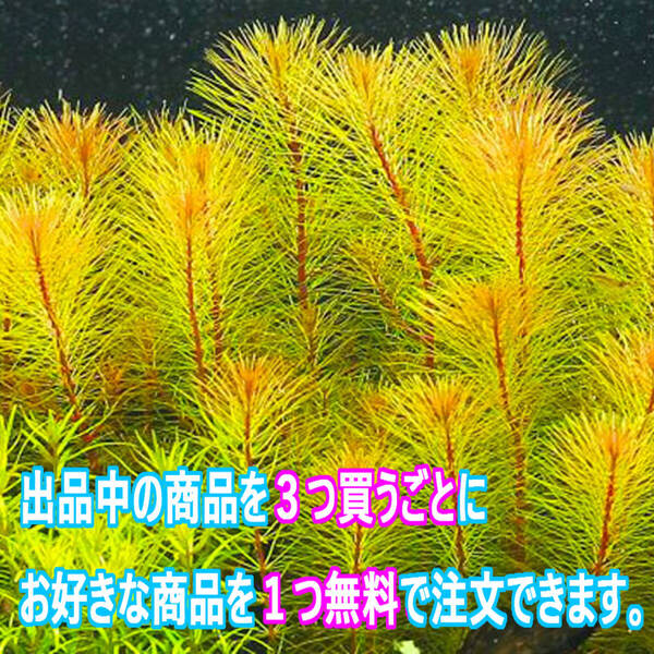 20本(水草)ロタラ sp ボッシー 水上葉 切り戻しに強い強健種