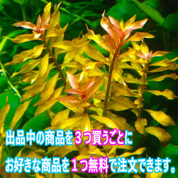 20本 (水草)ルドウィジア レペンス 水上葉 入門にもピッタリな強健種!