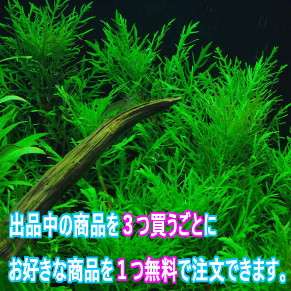 20本 (水草)ウォーターウィステリア 水上葉 大きくて立派な葉をだす水草 育成カンタンで強い