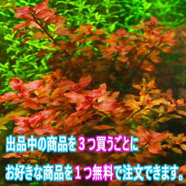 20本!(水草) ルドウィジア sp スーパーレッド 水上葉 赤さ最強クラスの品種なのに育成容易!オススメ