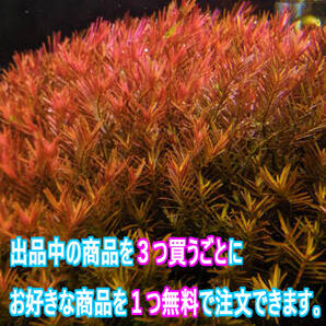 (水草)ロタラ ベトナム HRA 10本 水上葉