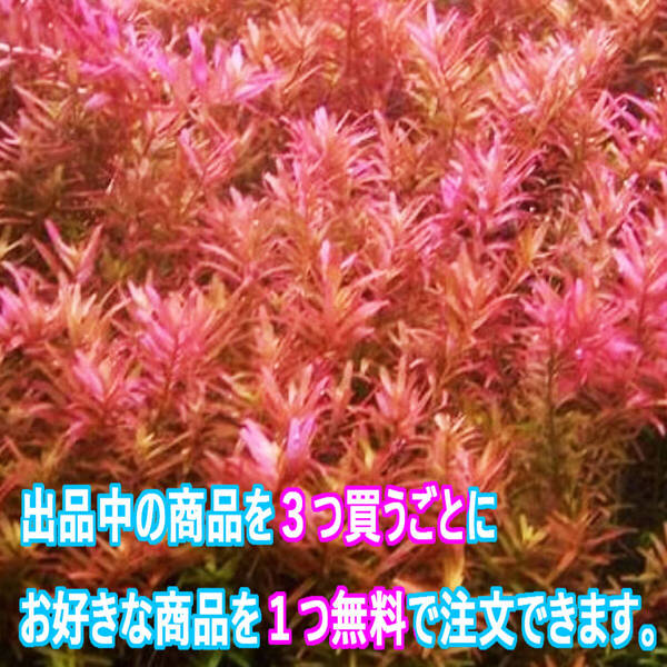 20本 (水草)ロタラ ロトンディフォリア 水上葉