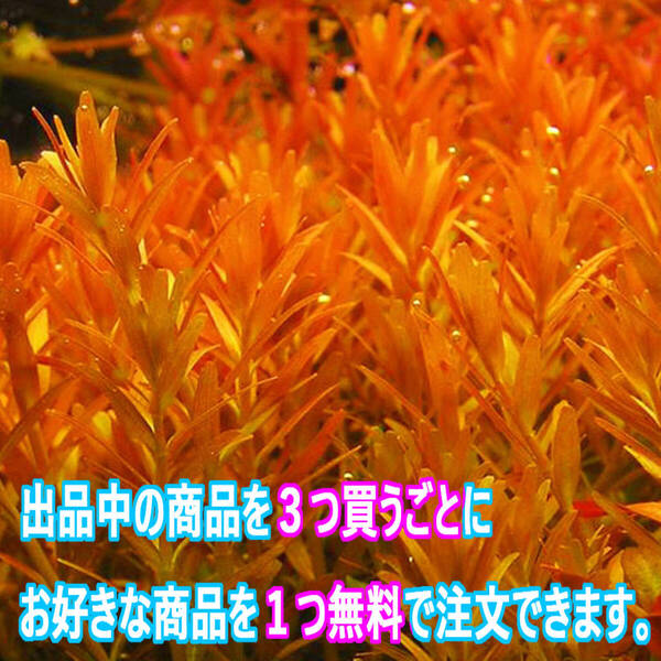 30本 (水草) ロタラインディカ 水上葉 レイアウト水槽で定番の赤い茂み