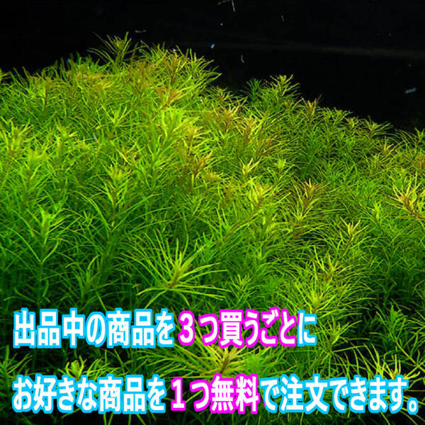 20本!(水草)ロタラ ナンセアン 水上葉 フンワリした緑の茂み