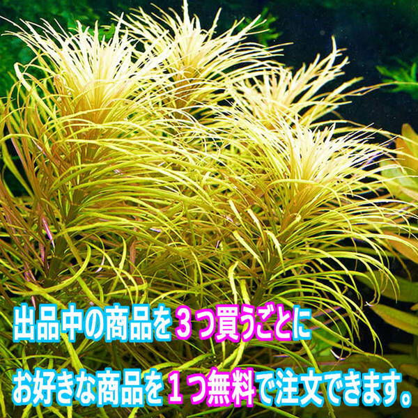 (水草) ポゴステモン ダッセン 2本 水上葉