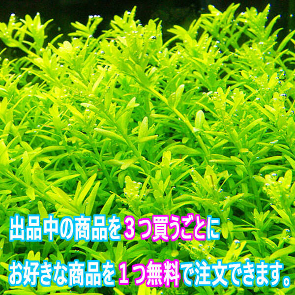 (水草)グリーンロタラ 10本 水上葉