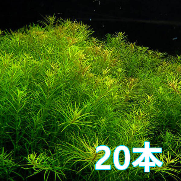 20本 ロタラ ナンセアン 水上葉 緑細葉 水草 自家栽培 無農薬