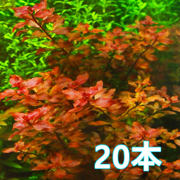 (水草)ルドウィジア sp スーパーレッド 20本 水上葉 赤系水草 育てやすい 無農薬