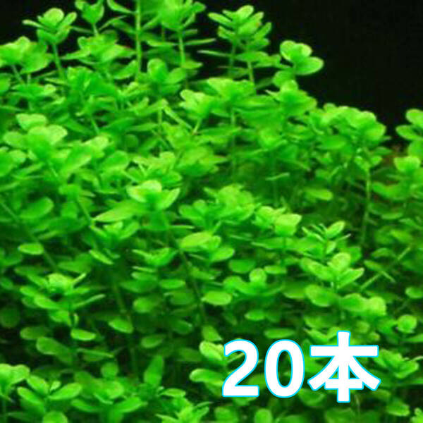 (水草)20本 バコパモニエリ 水上葉 無農薬 エビOK ビオトープ用にも最適