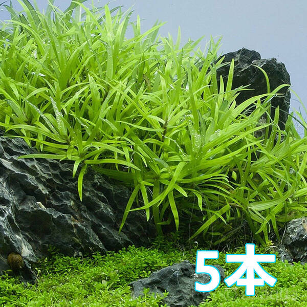 (水草)ヘテランテラ ゾステリフォリア 水上葉 5本 緑の茂み 自然なボリューム草