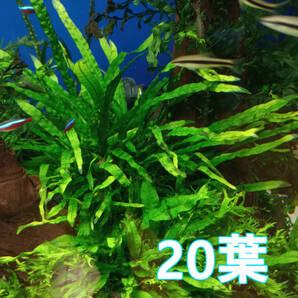 (水草)ミクロソリウム ナロー 20葉 水中葉 活着草 陰性水草 放置管理に最適