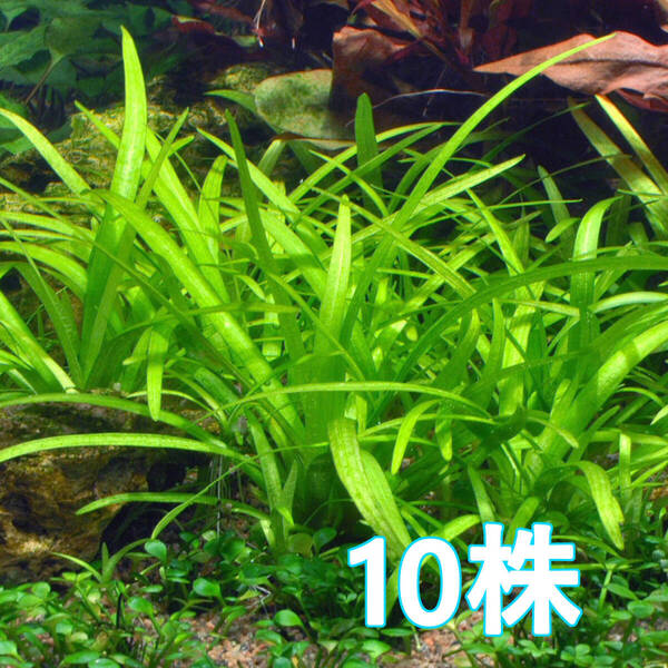 (水草)ピグミーチェーンサジタリア 水上葉 10株 丈夫で簡単!CO2無添加OK