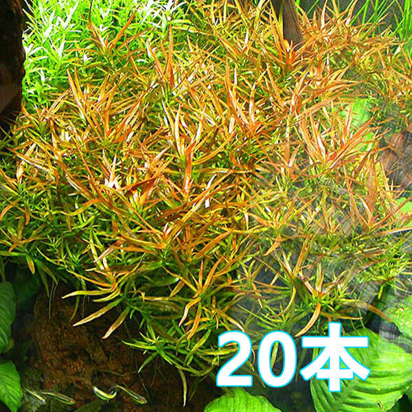 (水草)20本 ルドウィジア ブレビペス 水上葉 個性派トゲ葉 無農薬 中景レイアウト草