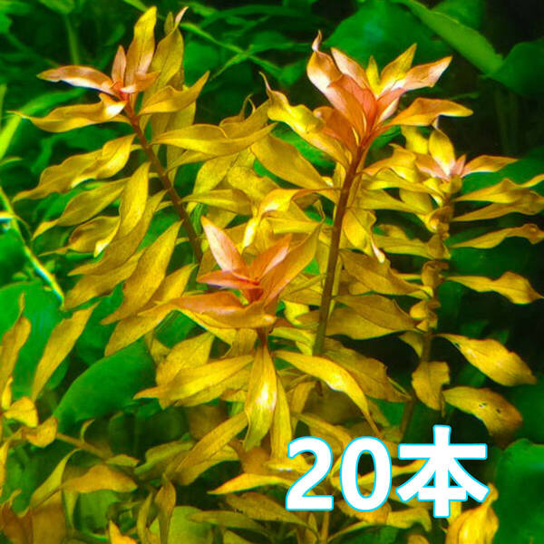 (水草)ルドウィジア レペンス 水上葉 20本 CO2不要 ビオトープOKの強健草