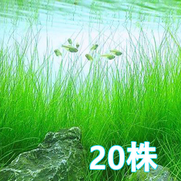 (水草)20株 エレオカリスピピパラ 水上葉 育てやすい!爽やか長葉の後景草