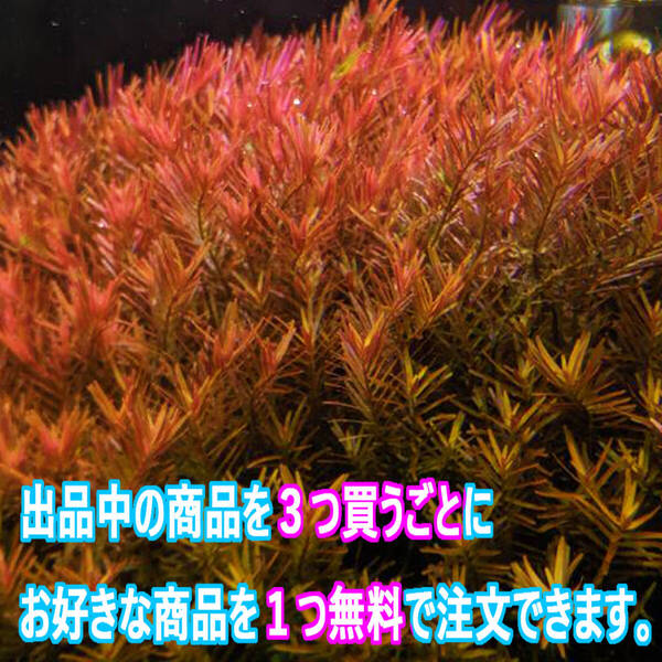 (水草)ロタラ ベトナム HRA 水上葉 20本 超赤系レイアウト草 育てやすい人気種