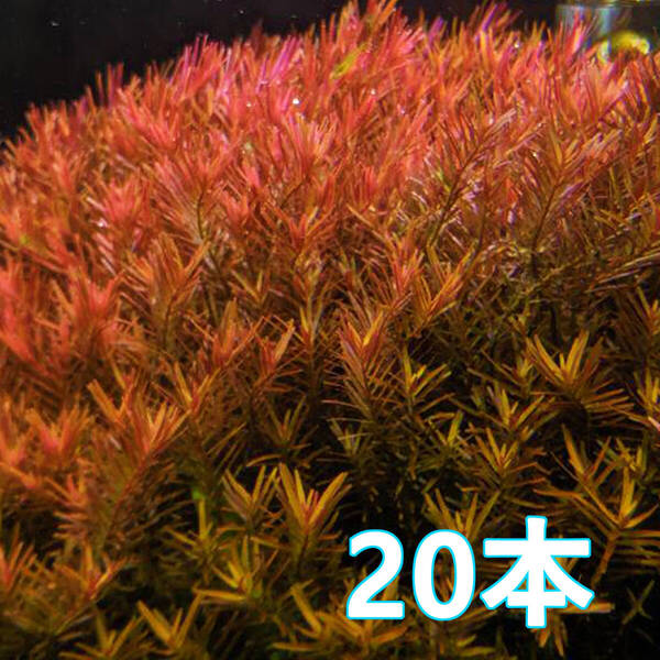 (水草)ロタラ ベトナム HRA 水上葉 20本 赤が映える定番種!CO2なしでもOK