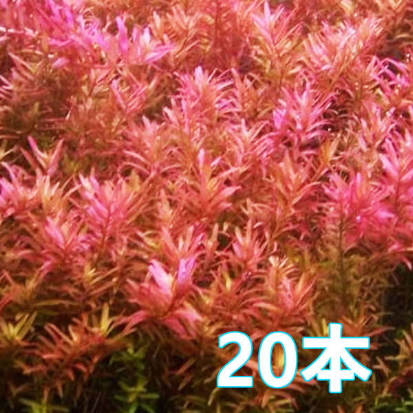 (水草)20本 ロタラ ロトンディフォリア 水上葉 淡いピンクが美しい人気の有茎草