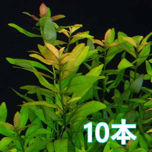 10本 (水草)ハイグロフィラポリスペルマ 水上葉 もっとも育てやすい水草 CO2不要! 肥料不要!水質水温広範囲に適応!