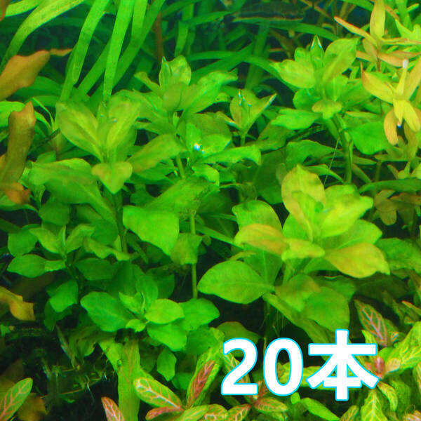(水草)ルドウィジア オバリス 水上葉 20本 日本在来種 丸葉が美しいミズユキノシタ